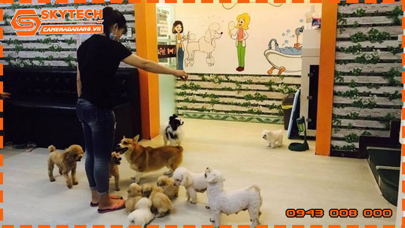 lap-dat-he-thong-camera-quan-sat-cua-hang-thu-cung2 (2)